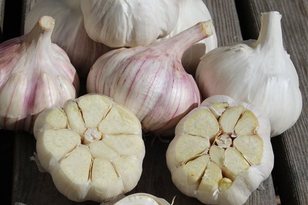 Ail du Québec groupe glazed purple stripe - Semences d'ail du québec | variétés et groupes d'ail du Québec | Ail du Québec Music, Ail Glazed purple stripe | Le Petit Mas